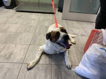 Australian Cattle Dog Blue Heeler and Mixed Breed Dogs Available for Adoption in Grand Prairie, Texas - CLEETUS | PetCurious