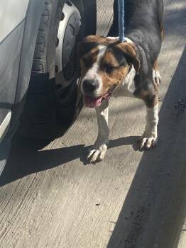 Mixed Breed Dogs Available for Adoption - POSEIDON | PetCurious