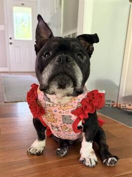 EBONORA -  American Bulldog Dog for Adoption - EBONORA | PetCurious