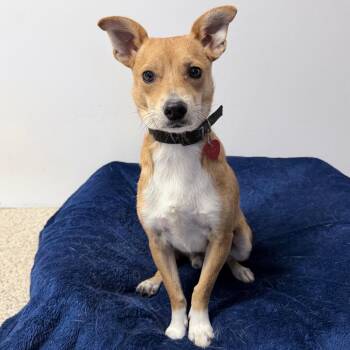 Paul -  Mixed Breed Dog for Adoption in Medford, Oregon - Paul | PetCurious