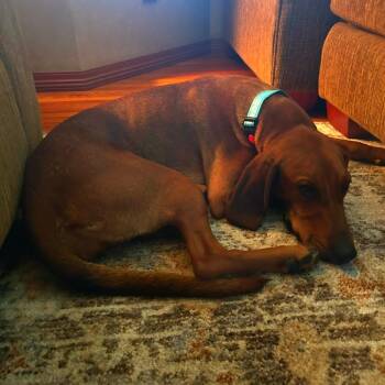 Rescue Redbone Coonhound Dogs for Adoption in Monroe, Michigan - Ruby | PetCurious