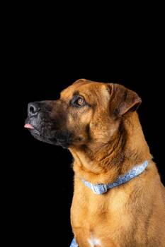 Rescue Pit Bull Terrier Dogs for Adoption in Los Angeles, California - Manny | PetCurious