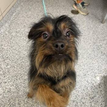 Ace -  Yorkshire Terrier Dog for Adoption in Chicago, Illinois - Ace | PetCurious
