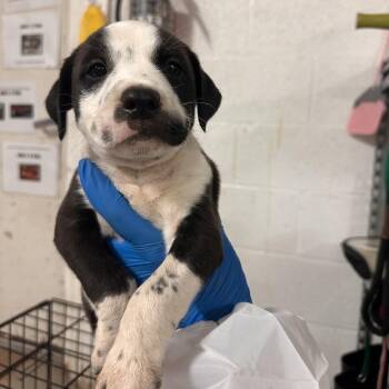Smitty -  Mixed Breed Dog for Adoption in Edinburg, Texas - Smitty | PetCurious