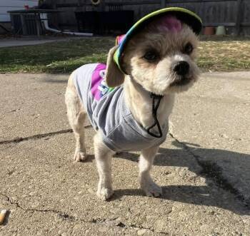 Poodle Dogs Available for Adoption in Milwaukee, Wisconsin - Birdie | PetCurious
