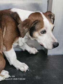 JENNY -  Basset Hound Dog for Adoption in San Antonio, Texas - JENNY | PetCurious