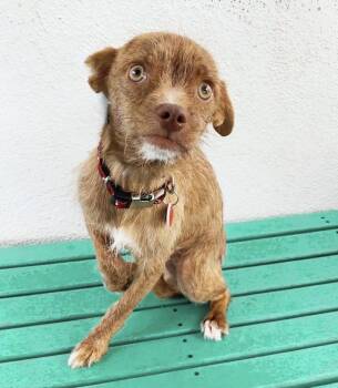 Rescue Chihuahua Dogs for Adoption in Los Angeles, California - Jupiter | PetCurious