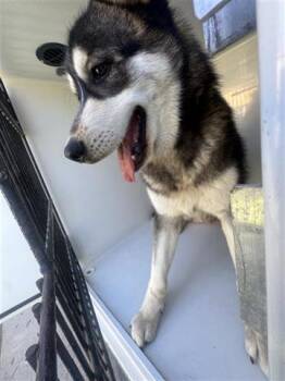 Husky Dogs Available for Adoption - A650856 | PetCurious