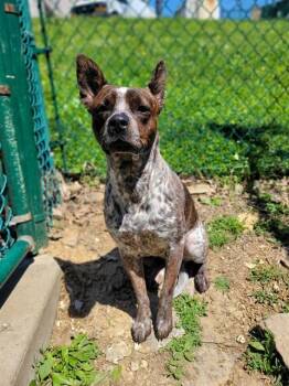 Australian Cattle Dog Blue Heeler and Mixed Breed Dogs Available for Adoption in St. Peters, Missouri - MILLIE | PetCurious