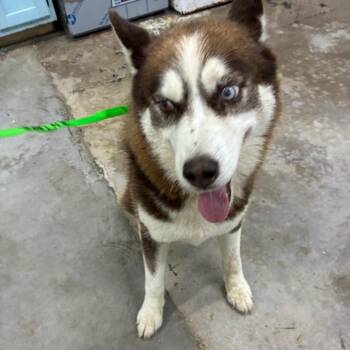 Gucci -  Husky Dog for Adoption in Corbin, Kentucky - Gucci | PetCurious