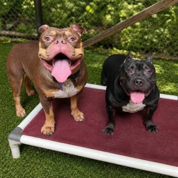 Mimi -  Mixed Breed Dog for Adoption in Hopkinton, Massachusetts - Mimi | PetCurious