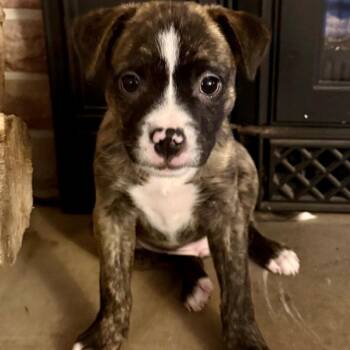 Mixed Breed Dogs Available for Adoption - Blaze | PetCurious
