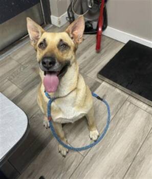 German Shepherd Dog and Mixed Breed Dogs Available for Adoption in Redlands, California - SWEET PEA | PetCurious