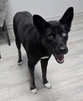Millie -  Husky Dog for Adoption in Frankfort, Indiana - Millie | PetCurious