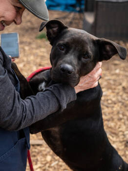 Rescue Mixed Breed Dogs for Adoption in Chamblee, Georgia - Patrick- IN FOSTER | PetCurious
