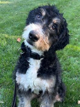 Jack -  Bernadoodle Dog for Adoption in Mount Bethel, Pennsylvania - Jack | PetCurious
