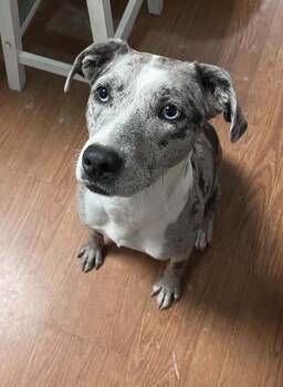 Pepper -  Catahoula Leopard Dog Dog for Adoption - Pepper | PetCurious