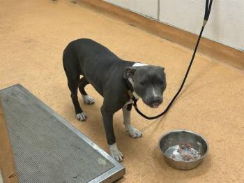 JOAN -  Pit Bull Terrier Dog for Adoption in Martinez, California - JOAN | PetCurious