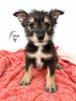 Finn -  Miniature Schnauzer Dog for Adoption in Baton Rouge, Louisiana - Finn | PetCurious
