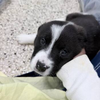 BRIN 2955 -  Mixed Breed Dog for Adoption in Loxahatchee Groves, Florida - BRIN 2955 | PetCurious