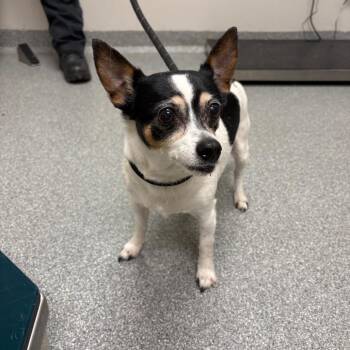 Chihuahua Dogs Available for Adoption in Batavia, Ohio - Winnie | PetCurious