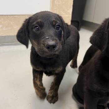 Bobadilla -  Labrador Retriever and Hound Dog for Adoption in Troy, Virginia - Bobadilla | PetCurious