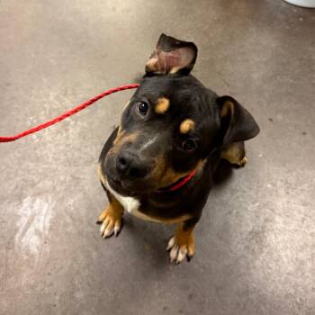 Jester -  Rottweiler and Mixed Breed Dog for Adoption in Norman, Oklahoma - Jester | PetCurious
