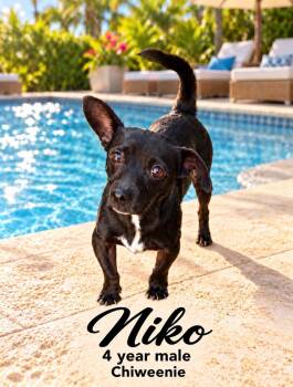 NIKO - 4 YEAR MALE CHIWEENIE - PETCO, 5011 E. RAY ROAD, PHX 8504 -  Chiweenie Dog for Adoption in Mesa, Arizona - NIKO - 4 YEAR MALE CHIWEENIE - PETCO, 5011 E. RAY ROAD, PHX 8504 | PetCurious