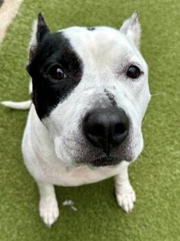 Rescue Mixed Breed Dogs for Adoption in Wichita, Kansas - Toaster | PetCurious