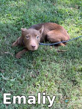 Emaliy -  Pit Bull Terrier Dog for Adoption in Rocky Mount, North Carolina - Emaliy | PetCurious