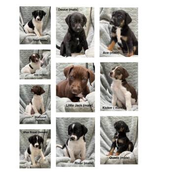 782 (2026) -  German Shorthaired Pointer and Mixed Breed Dog for Adoption in Parker, Colorado - 782 (2026) | PetCurious