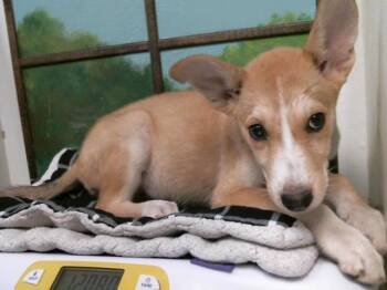 A2091626 -  German Shepherd Dog and Mixed Breed Dog for Adoption in Houston, Texas - A2091626 | PetCurious