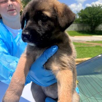 Annie -  Mixed Breed Dog for Adoption in Corinth, Mississippi - Annie | PetCurious
