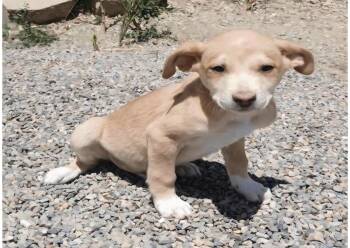 Altair -  Hound and German Shorthaired Pointer Dog for Adoption in Salt Lake City, Utah - Altair | PetCurious