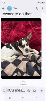 Talia -  Chihuahua Dog for Adoption in Dallas, Texas - Talia | PetCurious