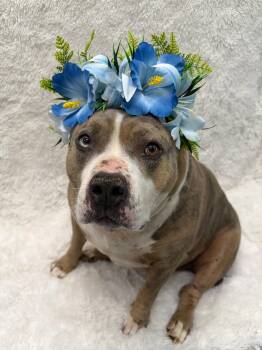 Larry Tag 898 -  Pit Bull Terrier Dog for Adoption in Central Islip, New York - Larry Tag 898 | PetCurious