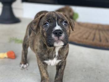 Jax -  Labrador Retriever and Catahoula Leopard Dog Dog for Adoption in Union Grove, Wisconsin - Jax | PetCurious