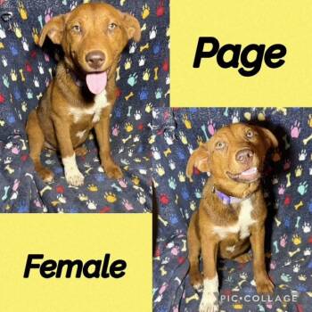 Hound Dogs Available for Adoption in Manchester, Connecticut - Paige | PetCurious