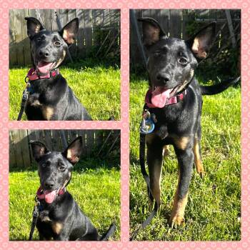 Lola -  German Shepherd Dog and Belgian Shepherd Malinois Dog for Adoption in Baltimore, Maryland - Lola | PetCurious