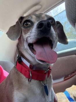 Rescue Chihuahua and Terrier Dogs for Adoption in San Francisco, California - Puppy Chulo | PetCurious