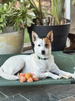 Rescue Australian Cattle Dog Blue Heeler Dogs for Adoption in La Verne, California - Anne Hathaway | PetCurious