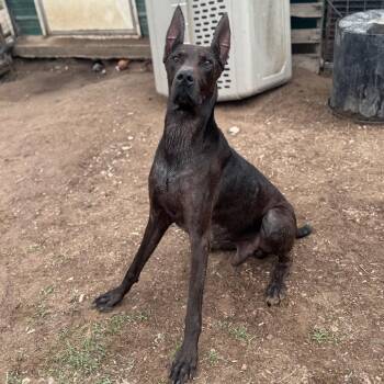Vader -  Doberman Pinscher Dog for Adoption in Anahuac, Texas - Vader | PetCurious