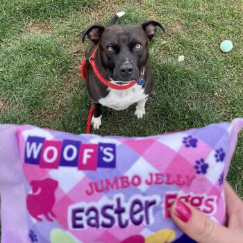 Pit Bull Terrier and Mixed Breed Dogs Available for Adoption - Diego | PetCurious