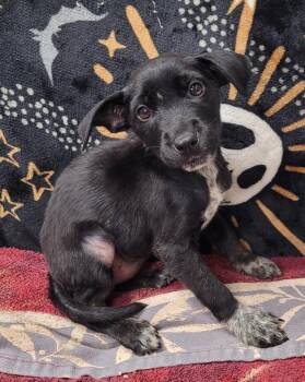 Devlin -  Australian Cattle Dog Blue Heeler Dog for Adoption in Hopkinsville, Kentucky - Devlin | PetCurious