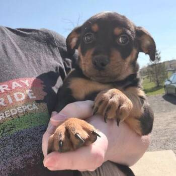 Mixed Breed Dogs Available for Adoption in Marshall, Virginia - Rusty - 003817 | PetCurious