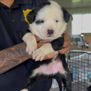 Syss -  Pit Bull Terrier and Mixed Breed Dog for Adoption in Detroit Lakes, Minnesota - Syss | PetCurious