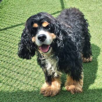 Hershey 1696 -  Cocker Spaniel Dog for Adoption in Loxahatchee Groves, Florida - Hershey 1696 | PetCurious