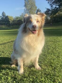 Rescue Australian Shepherd Dogs for Adoption in Eastpointe, Michigan - Brenda! | PetCurious