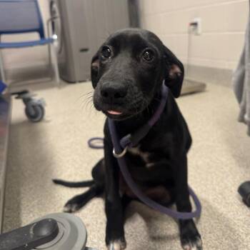 Yelaika -  Mixed Breed Dog for Adoption in Englewood, Florida - Yelaika | PetCurious