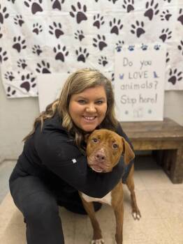Clyde -  American Staffordshire Terrier Dog for Adoption in Chuckey, Tennessee - Clyde | PetCurious